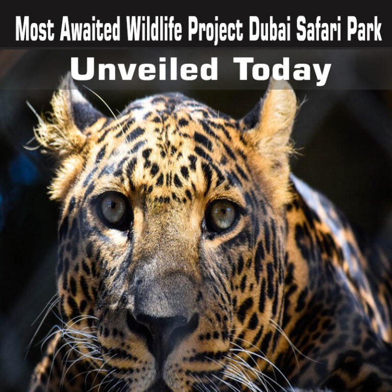 Wildelife-Project-Dubai-Safari-Park